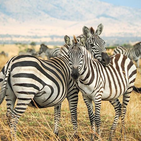 Lake Natron Maasai Giraffe Eco Lodge And Camping Mtowabaga 외부 사진