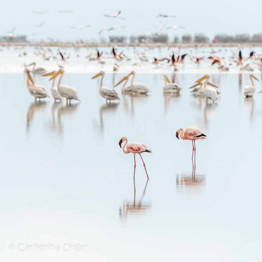 Lake Natron Maasai Giraffe Eco Lodge And Camping Mtowabaga 외부 사진