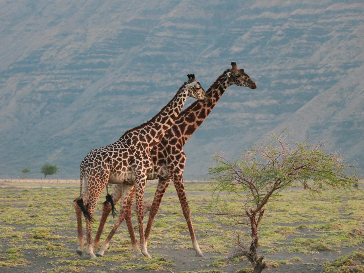 Lake Natron Maasai Giraffe Eco Lodge And Camping Mtowabaga 외부 사진