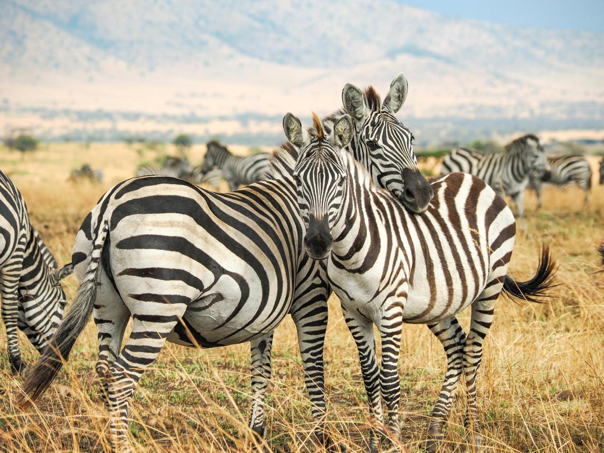 Lake Natron Maasai Giraffe Eco Lodge And Camping Mtowabaga 외부 사진