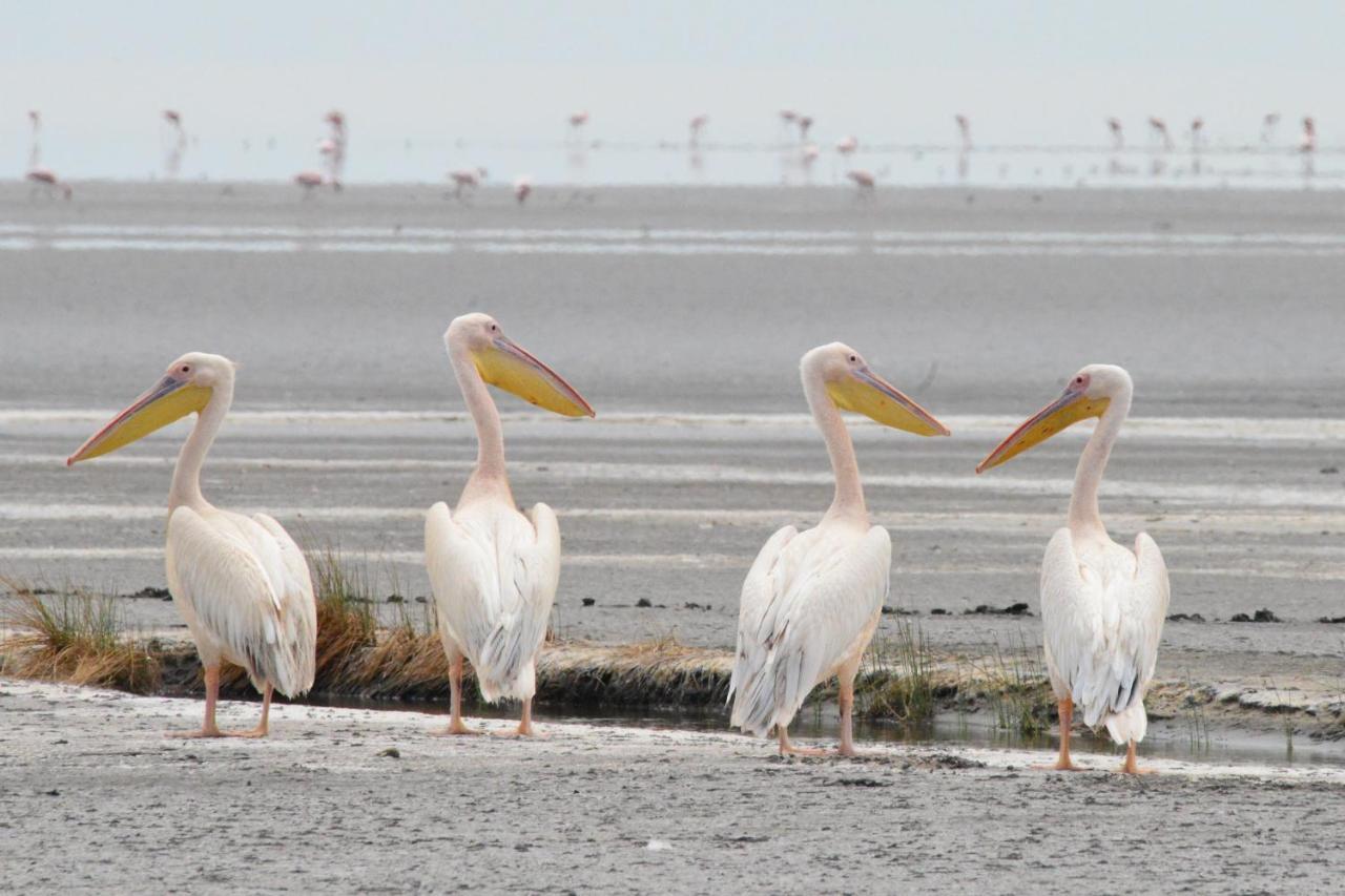 Lake Natron Maasai Giraffe Eco Lodge And Camping Mtowabaga 외부 사진